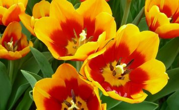 #170 Centennial Park Conservatory Centennial Park Conservatory